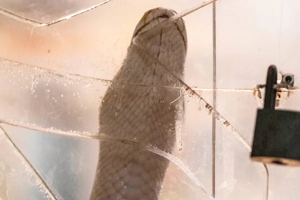 危险的毒蛇但漂亮的毒蛇被锁在玻璃罩里 — 图库照片