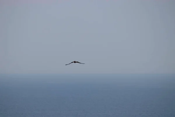Oiseau Vole Dessus Mer Bleue — Photo
