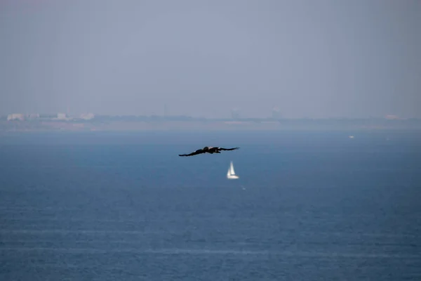 Πουλί Πετάει Πάνω Από Γαλάζια Θάλασσα — Φωτογραφία Αρχείου