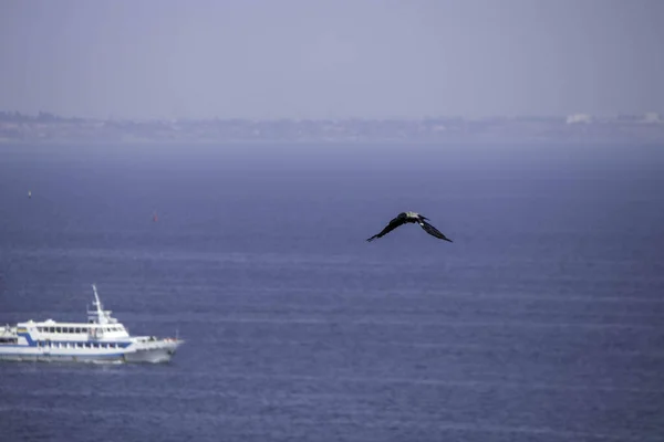 Πουλί Πετάει Πάνω Από Γαλάζια Θάλασσα — Φωτογραφία Αρχείου