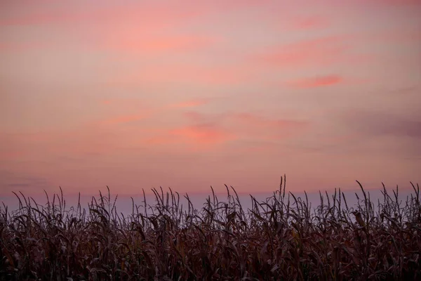 Beautiful Colorful Sunset Corn Field — Stock Photo, Image