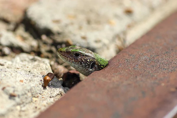 Beautiful Little Green Lizard Basking Warm Sun — Stock Photo, Image