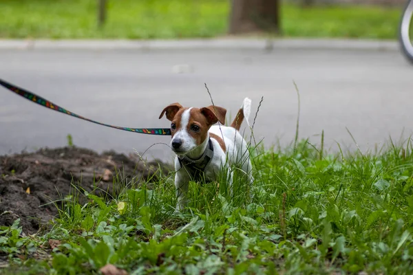 Raza Perro Jack Russell Terrier Caminando Sobre Hierba Verde — Foto de Stock