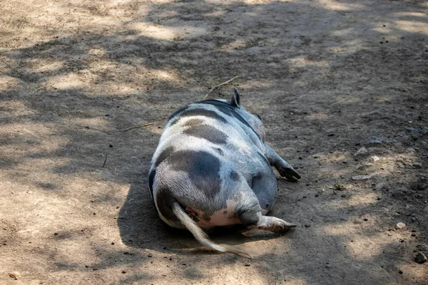 Cerdo Grande Zoológico Descansando Suelo — Foto de Stock