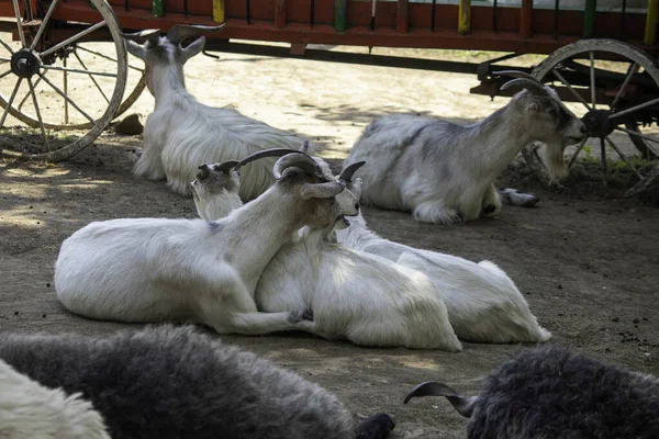 Cabras Descansando Juntas Sob Sol — Fotografia de Stock