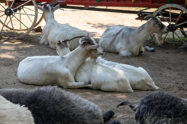 Cabras Descansando Juntas Sob Sol — Fotografia de Stock