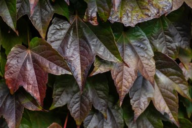 Kırmızı ve sarı yaprakların arkaplanı, sonbahar arkaplanı