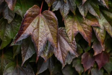 Kırmızı ve sarı yaprakların arkaplanı, sonbahar arkaplanı
