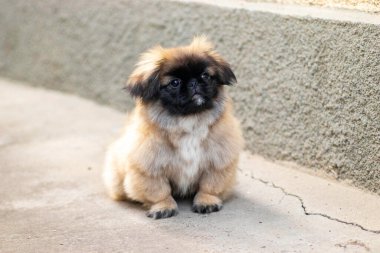 Küçük poz veren tüylü pekin köpeği.
