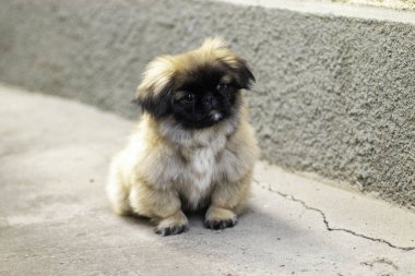 Küçük poz veren tüylü pekin köpeği.