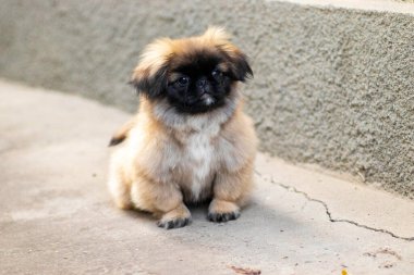 Küçük poz veren tüylü pekin köpeği.