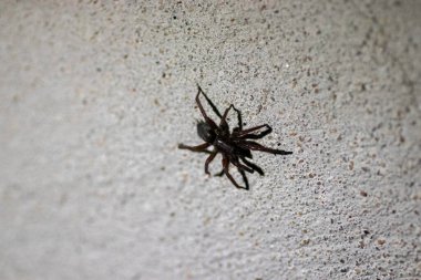 Büyük siyah bir örümcek eski gri bir duvarda sürünüyor.