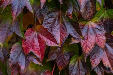 Kırmızı ve sarı yaprakların arkaplanı, sonbahar arkaplanı
