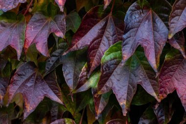 Kırmızı ve sarı yaprakların arkaplanı, sonbahar arkaplanı
