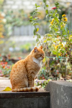 Kızıl kedi güneşli bir günde bahçede dinleniyor.