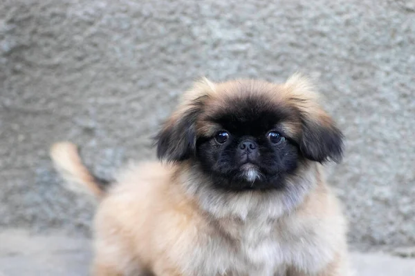 Flauschige Kleine Pekingese Posiert Freien Welpe Flauschig — Stockfoto