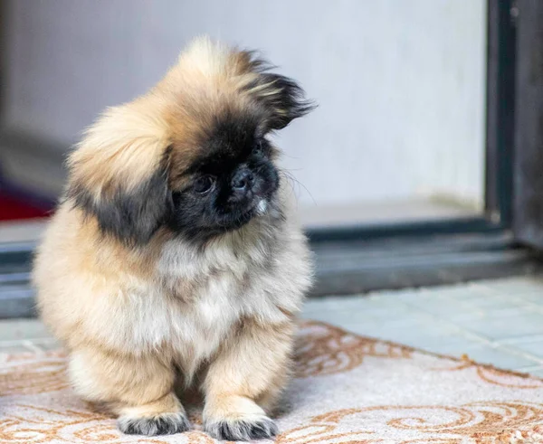 Fofo Pouco Pekingese Posando Livre Cachorrinho Fofo — Fotografia de Stock