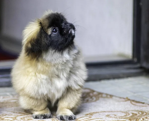 Pluizig Klein Pekingese Poseren Buiten Puppy Pluizig — Stockfoto