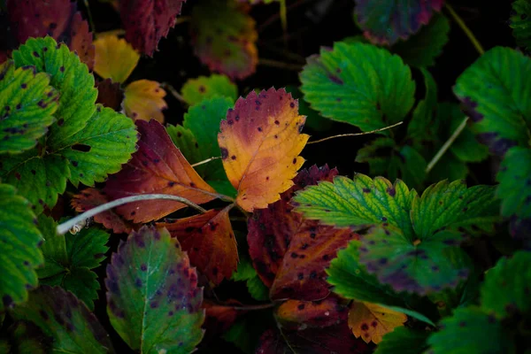 Achtergrond Van Rode Gele Bladeren Herfst Achtergrond — Stockfoto