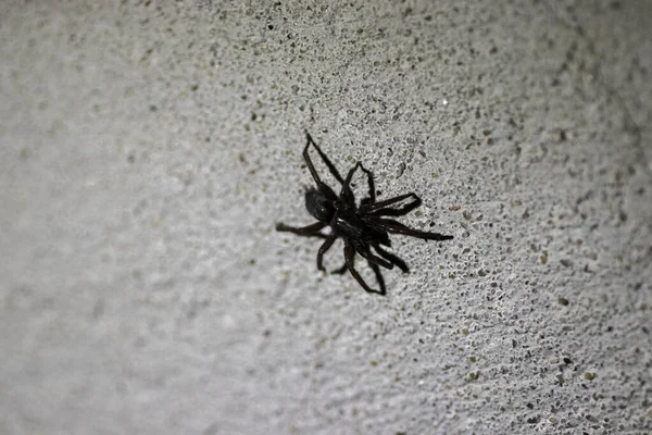 Large Black Spider Crawls Old Gray Wall Crack — Stock Photo, Image