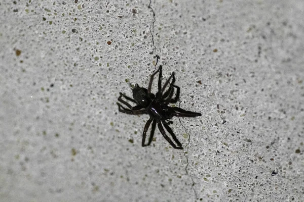 一只黑色的大蜘蛛爬过一堵灰色的旧墙壁 上面有一个裂缝 — 图库照片