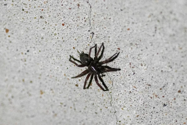 Suuri Musta Hämähäkki Ryömii Pitkin Vanhaa Harmaata Seinää Halkeamalla — kuvapankkivalokuva