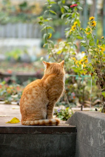 Ginger Cat Resting Sunny Day Garden — Stock Photo, Image