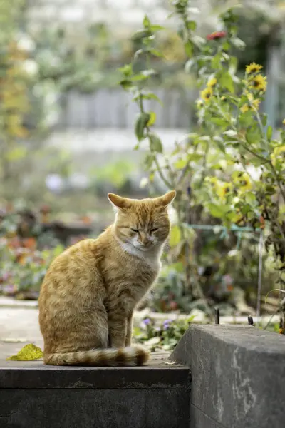 Rudy Kot Spoczywa Słoneczny Dzień Ogrodzie — Zdjęcie stockowe