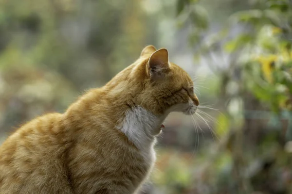 Gember Kat Rust Een Zonnige Dag Tuin — Stockfoto