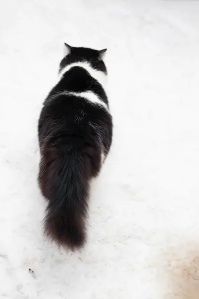 Black White Cat Goes Somewhere White Earth Sunny Day — Stock Photo, Image