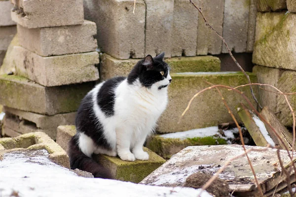 Svart Och Vit Fluffig Katt Sitter Stenar Vintern — Stockfoto