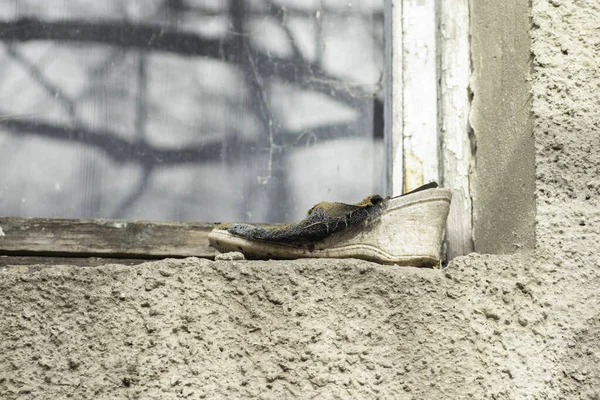 Old Women Shoes Windowsill Shoes Overgrown Moss — Stock Photo, Image