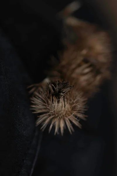 黒い生地のリップストップに大きなドライバードック ごぼうのマクロ写真 — ストック写真