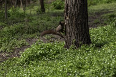 Bir sincap yazın ağaca tırmanır, bir kırmızı sincap ağaçta yiyecek arar.