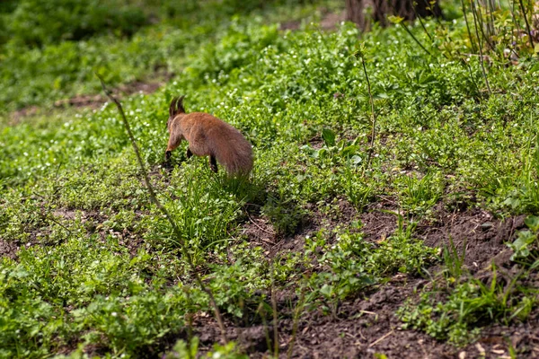 여름에 초원을 다람쥐 — 스톡 사진