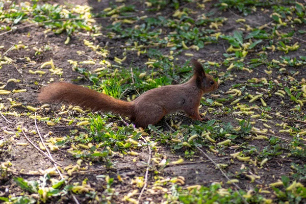 Squirrel Walks Green Meadow Summer — Stock Photo, Image