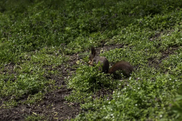 여름에 초원을 다람쥐 — 스톡 사진