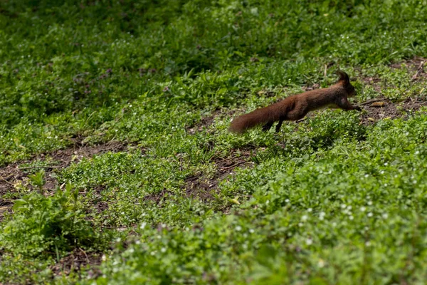 Esquilo Caminha Prado Verde Verão — Fotografia de Stock