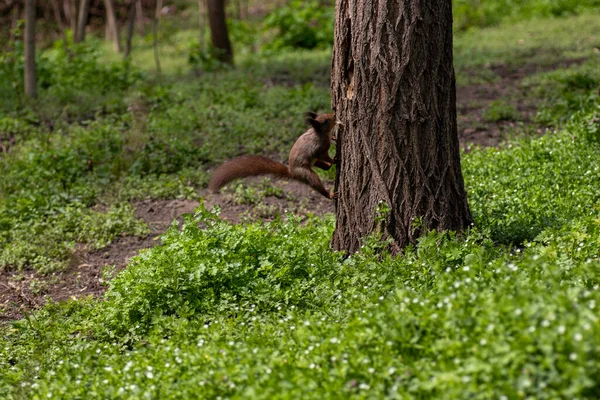 a squirrel climbs a tree in summer, a red squirrel looks for food on a tree