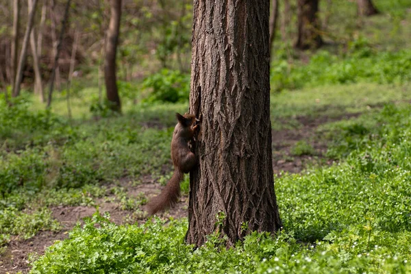 a squirrel climbs a tree in summer, a red squirrel looks for food on a tree