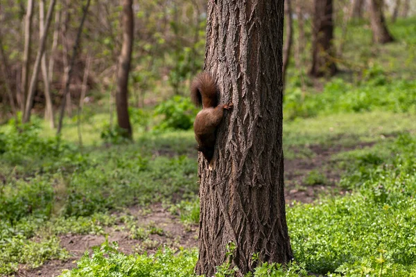 a squirrel climbs a tree in summer, a red squirrel looks for food on a tree