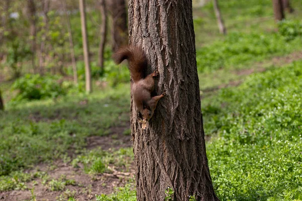 a squirrel climbs a tree in summer, a red squirrel looks for food on a tree