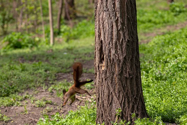 Écureuil Grimpe Arbre Été Écureuil Roux Cherche Nourriture Sur Arbre — Photo