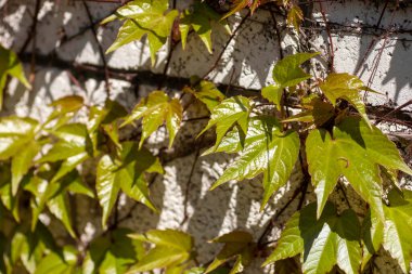yeşil yapraklar arka planda gri bir duvar, yeşil tırmanma çalısı