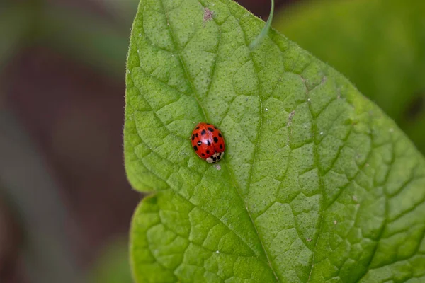 Red Ladybug Green Eaten Leaves Sunny Summer Day — Stockfoto
