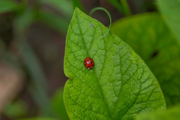 Coccinella Rossa Foglie Verdi Mangiate Una Giornata Estiva Soleggiata — Foto Stock