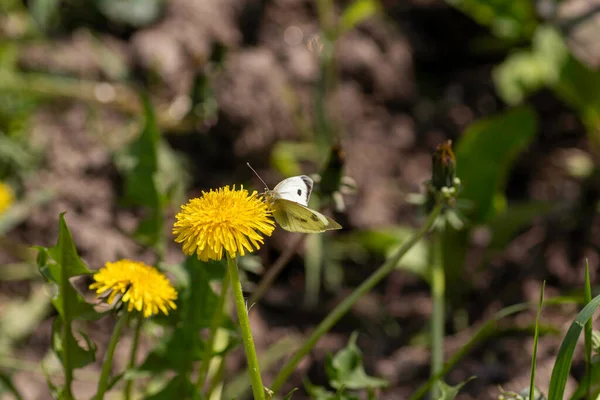 夏には白い蝶が黄色のタンポポに残り — ストック写真