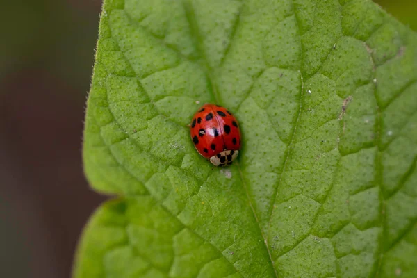 Red Ladybug Green Eaten Leaves Sunny Summer Day — Stockfoto