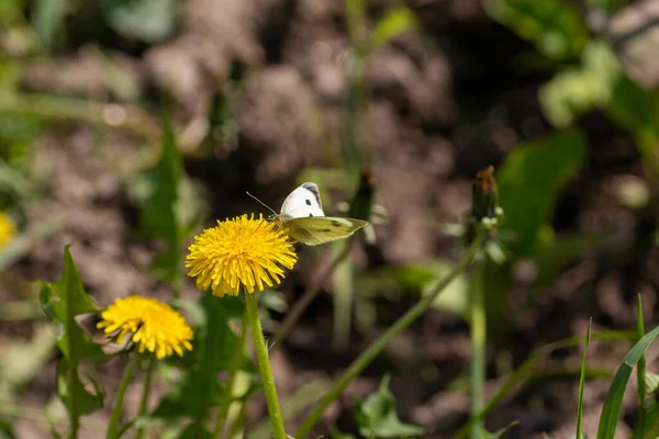 Summer White Butterfly Rests Yellow Dandelion — Stockfoto