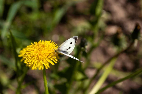 夏には白い蝶が黄色のタンポポに残り — ストック写真